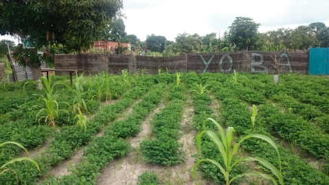 farming-project op grond naast nieuwe Yoba-Gambia-site