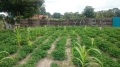Farming-project Yoba-Gambia